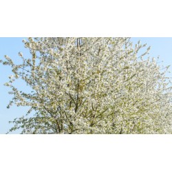 Prunus Avium - Ciliegio da...