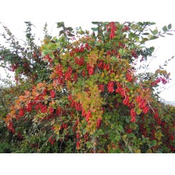 Berberis vulgaris -...