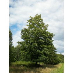 Acer Pseudoplatanus - Acero...