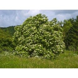 Sambucus nigra - Sambuco...