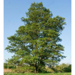 Alnus Glutinosa - Ontano...