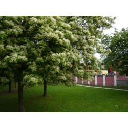 Fraxinus Ornus - Orniello -...