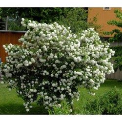 Viburnum Opulus - Viburno...