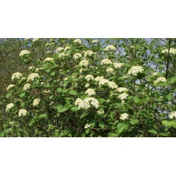 Viburnum Lantana - Viburno...